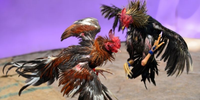 f8bet25 KM Game Bài 3d