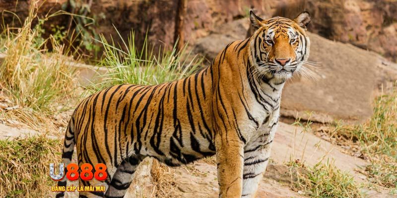 f8bet25 game nổ hủ máy bay