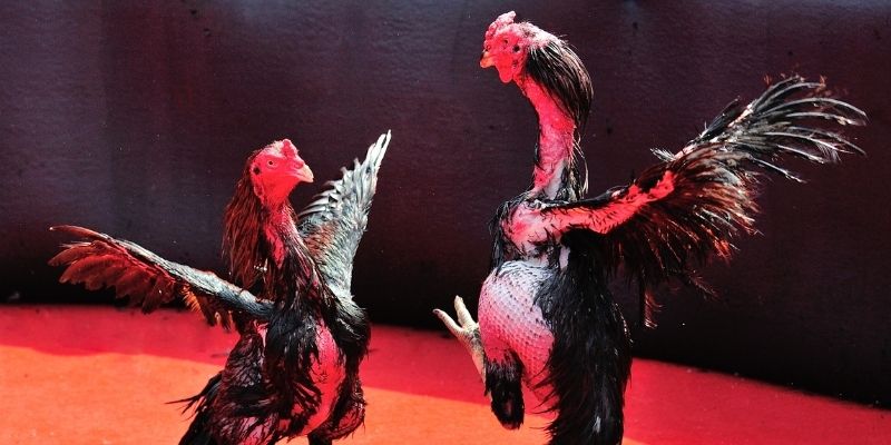 f8bet25 thị trường baccarat là gì