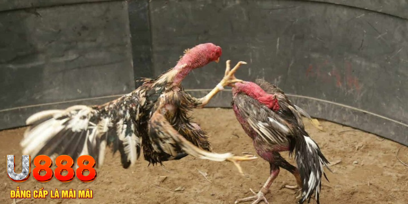 f8bet25 đăng nhập tiến lên miền nam số 1